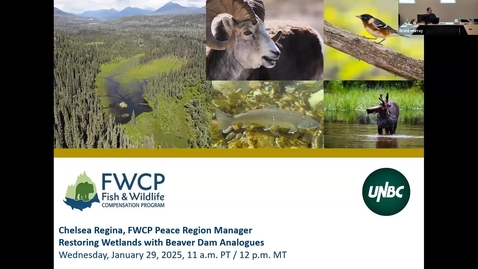 Thumbnail for NRESI Colloquium - January 29th, 2025 - The 10,000 wetlands initiative; many small actions towards cumulative benefits in watersheds early findings on the introduction of Beaver Dam Analogues in BC.
