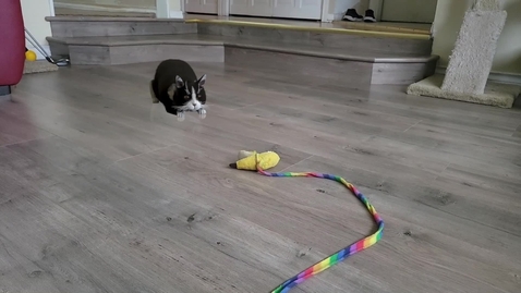 Thumbnail for Bepo | Jessie Shi