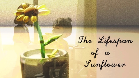 Thumbnail for The Lifespan of a Sunflower | Carmen Tang