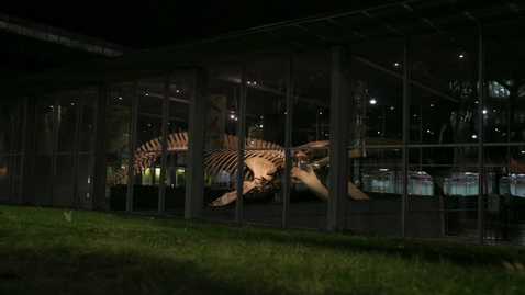 Thumbnail for Beaty Museum Whale at Night 01