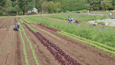 Thumbnail for UBCBrandBroll_Farm_004