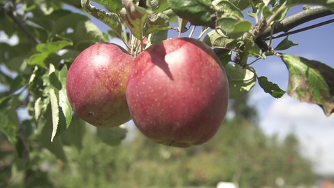 Thumbnail for Apples at UBC Farm